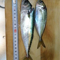 アジング，今週の外道